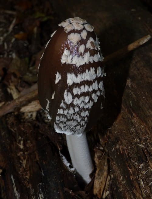 Coprinopsis picacea on oak in Hatfield Forest, UK.